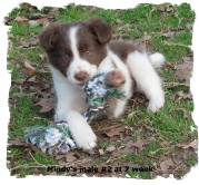 ABCA Chocolate and White male Border Collie at 7 weeks of age
